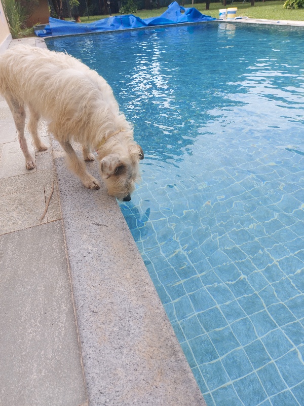 Piscina com água tratada e cristalina no Jardim Botânico